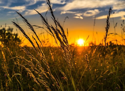 sunset at a open field